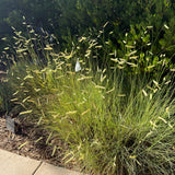 Blue Grama - Bouteloua gracilis