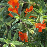 Jelly Bean Orange Monkey Flower - Diplacus 'Jelly Bean Orange'