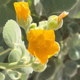 Indian Mallow - Abutilon palmeri