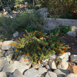 Jelly Bean Orange Monkey Flower - Diplacus 'Jelly Bean Orange'