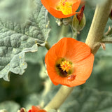 Desert Mallow - Sphaeralcea ambigua