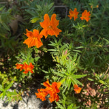 Jelly Bean Orange Monkey Flower - Diplacus 'Jelly Bean Orange'