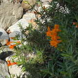 Jelly Bean Orange Monkey Flower - Diplacus 'Jelly Bean Orange'