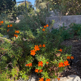 Jelly Bean Orange Monkey Flower - Diplacus 'Jelly Bean Orange'