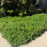 Yarrow / Common Yarrow - Achillea millefolium