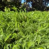Yarrow / Common Yarrow - Achillea millefolium