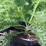 Yarrow / Common Yarrow - Achillea millefolium