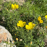 Sundrops - Calylophus drummondii (C. berlandieri)