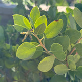 Dr. Hurd Manzanita - Arctostaphylos manzanita 'Dr Hurd'
