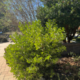 Dr. Hurd Manzanita - Arctostaphylos manzanita 'Dr Hurd'