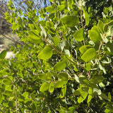 Dr. Hurd Manzanita - Arctostaphylos manzanita 'Dr Hurd'