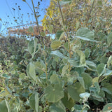 Indian Mallow - Abutilon palmeri