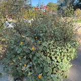 Indian Mallow - Abutilon palmeri