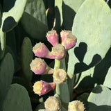 Spineless Prickly Pear - Opuntia canacapa 'Ellisiana'