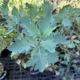 Coulter's Matilija Poppy - Romneya coulteri