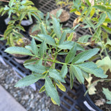 Blue Elderberry - Sambucus mexicana