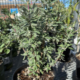 Pozo Blue Sage - Salvia 'Pozo Blue'