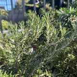 Boule Rosemary - Salvia rosmarinus 'Boule'