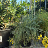 Terra Cotta Yarrow - Achillea millefolium 'Terra Cotta'