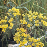 Terra Cotta Yarrow - Achillea millefolium 'Terra Cotta'
