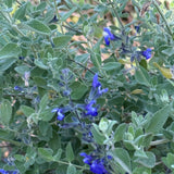 Germander Sage - Salvia chamaedryoides