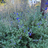 Germander Sage - Salvia chamaedryoides