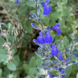 Germander Sage - Salvia chamaedryoides