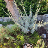 White Sage - Salvia apiana