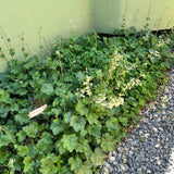 Island Alumroot - Heuchera maxima