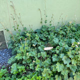 Island Alumroot - Heuchera maxima