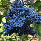Blue Elderberry - Sambucus mexicana