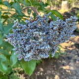Blue Elderberry - Sambucus mexicana