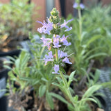 Mrs. Beard Sage - Salvia 'Mrs. Beard'