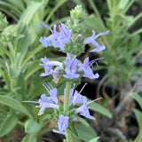Mrs. Beard Sage - Salvia 'Mrs. Beard'
