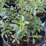 Coyote Mint - Monardella villosa