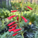 Firecracker Penstemon - Penstemon eatonii