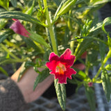 Jelly Bean Dark Pink Monkeyflower - Diplacus 'Jelly Bean Dark Pink'