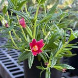 Jelly Bean Dark Pink Monkeyflower - Diplacus 'Jelly Bean Dark Pink'