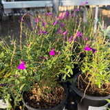 Deep Purple Mirage Autumn Sage - Salvia greggii 'Balmirdepur Mirage Deep Purple'