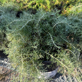Montara Sagebrush - Artemisia californica 'Montara'