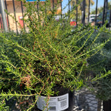 Bruce Dickinson Buckwheat - Eriogonum fasciculatum 'Bruce Dickinson'
