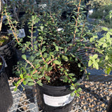 Valley Violet Ceanothus - Ceanothus maritimus 'Valley Violet'