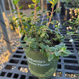 Russian River Coyote Mint - Monardella villosa 'Russian River'