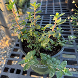 Russian River Coyote Mint - Monardella villosa 'Russian River'