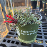 Marian Sampson Hummingbird Monardella - Monardella macrantha 'Marian Sampson'