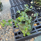 San Diego Yerba Buena - Clinopodium chandleri