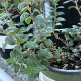 Russian River Coyote Mint - Monardella villosa 'Russian River'