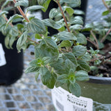 Russian River Coyote Mint - Monardella villosa 'Russian River'