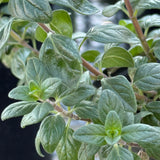 Russian River Coyote Mint - Monardella villosa 'Russian River'