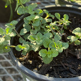 San Diego Yerba Buena - Clinopodium chandleri
